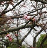 桜、もう少し!!!