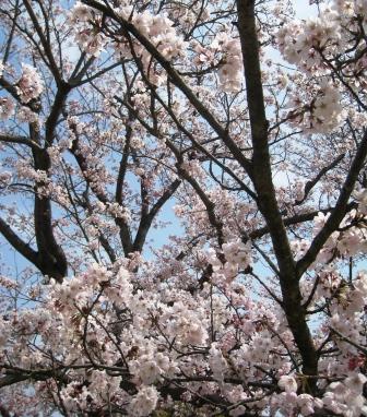 桜、咲いたよ!!!