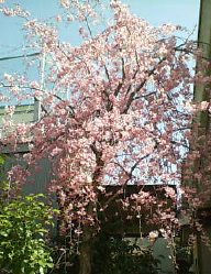今年は桜が長く咲いていました。